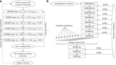 Reconstructing diploid 3D chromatin structures from single cell Hi-C data with a polymer-based approach